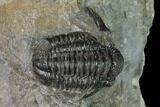 Detailed Gerastos Trilobite Fossil - Morocco #152805-2